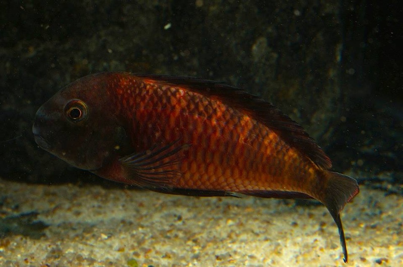Tropheus sp. 'red' Kalambwe